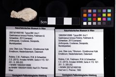 Foto (Objket + Etiketten) von Gastrosacus torosus (Robins, Feldmann & Schweitzer, 2013) 